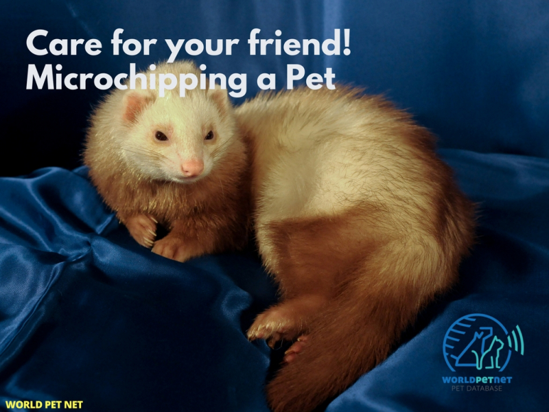 Enostaven in učinkovit način registriranja živali